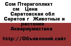 Сом Птеригоплихт 33-35 см › Цена ­ 3 000 - Саратовская обл., Саратов г. Животные и растения » Аквариумистика   